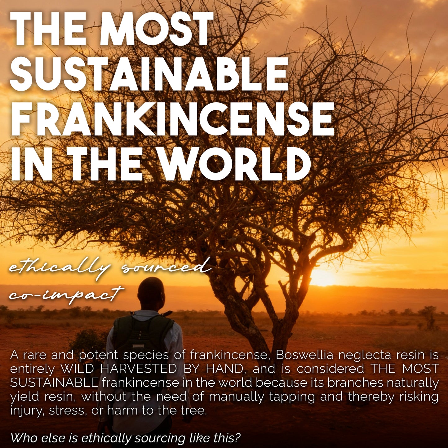 Frankincense & Sweet Myrrh Infused Therapeutic Rubbing Oil